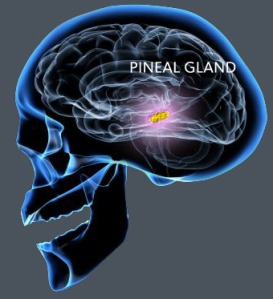 pineal4